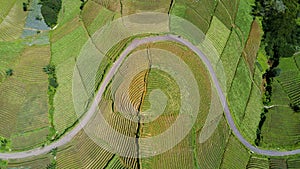 Beautiful farmland view with road