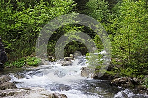 Beautiful fast-flowing river in the Tatra mountains among the many trees. River in the forest, nature