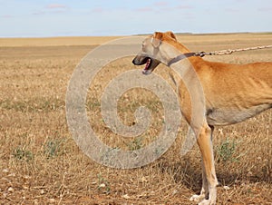 Beautiful fast spanish greyhound dog energy hunting race photo