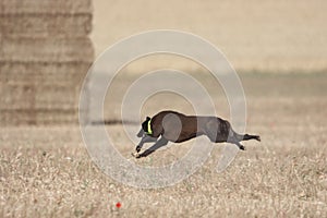 Beautiful fast spanish greyhound dog energy hunting race photo