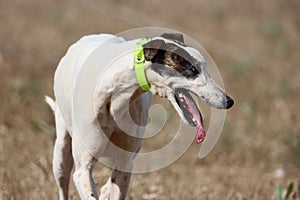 beautiful fast spanish greyhound dog energy hunting race photo