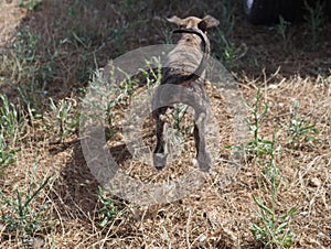 beautiful fast spanish greyhound dog energy hunting race photo