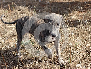 beautiful fast spanish greyhound dog energy hunting race photo
