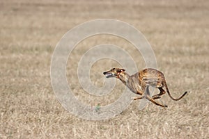 Beautiful fast spanish greyhound dog energy hunting race photo