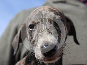 beautiful fast spanish greyhound dog energy hunting race photo