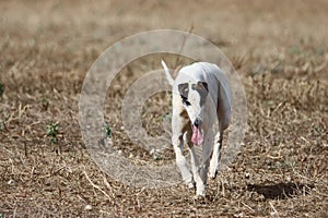 beautiful fast spanish greyhound dog energy hunting race photo