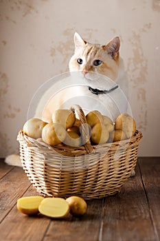 Beautiful fat cat, wicker basket of potatoes, cut tuber on brown wooden table, beige background