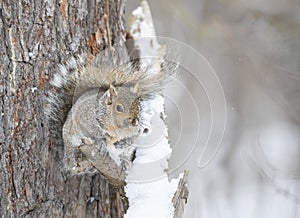 Beautiful fat Grey squirrel posing on a tree branch in winter near the Ottawa river in Canada