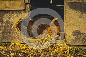 Beautiful fat pig at a Scottish farm Bio agriculture eco