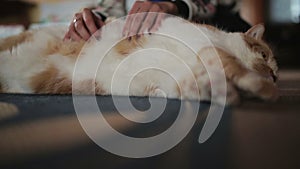 A beautiful fat red cat relaxes from a belly massage made by it`s owner