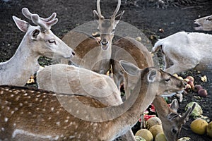 A beautiful fawn deer group held in captivity eating together