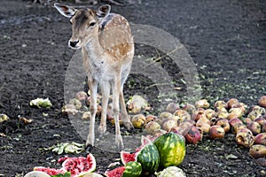 A beautiful fawn deer held in captivity and fruits food around it