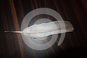 A beautiful feather of a domestic pigeon on a table closeup