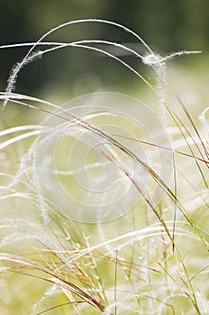 Beautiful feather grass background
