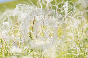 Beautiful feather grass background