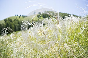 Beautiful feather grass background