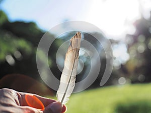 Beautiful feather hand grass ground blurred bokeh background abstract art for wallpaper