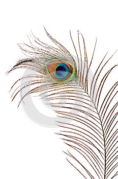 Beautiful feather of a peacock isolated on white