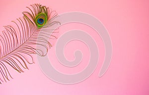 Beautiful feather from a peacock`s tail on an isolated pastel light pink background