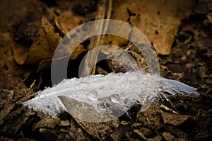 A beautiful feather with some drops of water on the ground as a macrophotography