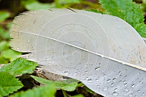 A beautiful feather with some drops of water on the ground as a macrophotography