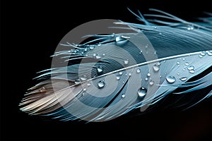 Beautiful feather with water drops isolated on a black background