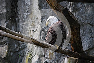 Beautiful Feathers on a Bald Eagle