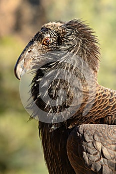 Beautiful Feathers of California Condor
