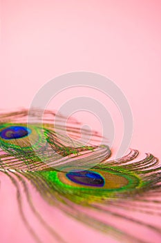 Beautiful feathers from a peacock`s tail on an isolated pastel light pink background