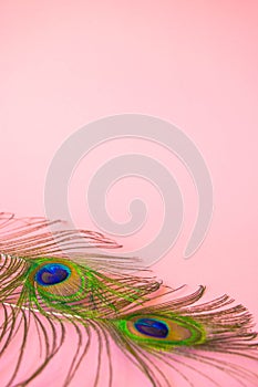 Beautiful feathers from a peacock`s tail on an isolated pastel light pink background