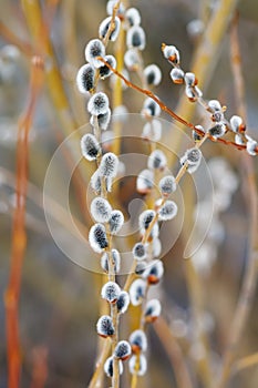 Beautiful feathery branches of a willow blossomed