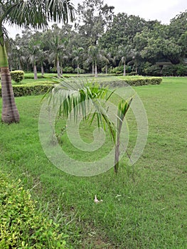 Beautiful and feathery fronds of a small areca palm plant