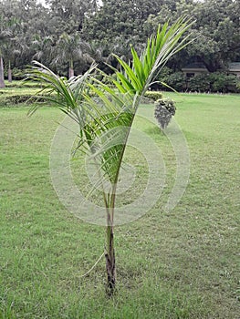 Beautiful and feathery fronds of a small areca palm plant