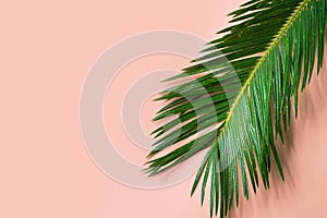 Beautiful feathery green palm leaf dangling on pink wall background. Summer tropical creative concept