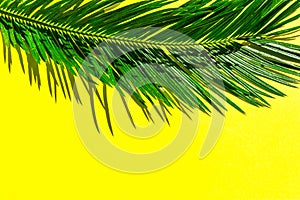 Beautiful feathery green palm leaf on vibrant yellow wall background. Summer tropical creative concept. Urban jungle houseplants