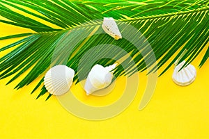 Beautiful feathery green palm leaf white sea shells on yellow wall background. Summer tropical nautical creative concept