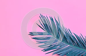 Beautiful feathery teal palm leaf on vibrant neon pink background. Summer tropical creative concept. Urban jungle houseplants