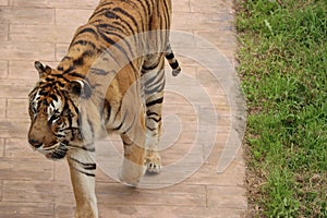 Beautiful feline bengal tiger dangerous stripes big claws fangs photo