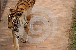 Beautiful feline bengal tiger dangerous stripes big claws fangs photo
