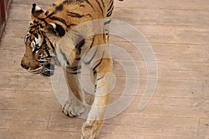 beautiful feline bengal tiger dangerous stripes big claws fangs