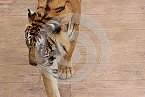 Beautiful feline bengal tiger dangerous stripes big claws fangs photo