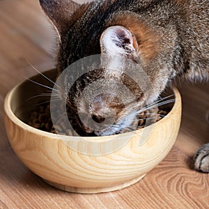 Beautiful feline cat eating on a bowl. Tabby kitten eating food from white bowl on wooden floor.