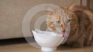 Beautiful feline cat eating. Cute domestic animal. ginger cat enjoying food from a bowl.