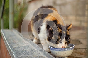 Beautiful feline cat eating on a metal bowl. Cute domestic anima