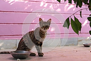 Beautiful feline cat eating on a metal bowl. Cute domestic animal