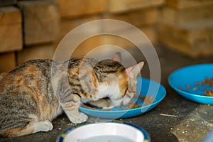 Beautiful feline cat eating on a metal bowl. Cute domestic animal