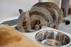 Beautiful feline cat eating on a metal bowl. Cute domestic animal.