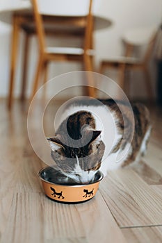 Beautiful feline cat eating on a metal dog bowl. Cute domestic animal. House comfort concept, indoor. Cope space.