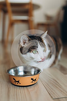 Beautiful feline cat eating on a metal dog bowl. Cute domestic animal. House comfort concept, indoor. Cope space.