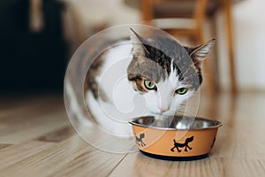 Beautiful feline cat eating on a metal dog bowl. Cute domestic animal. House comfort concept, indoor. Cope space.